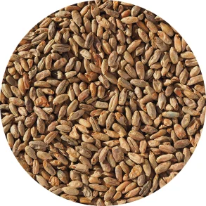 Rug malt - Crisp Malting, ebc 13 - 35, pr. 100 g.