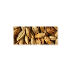 Biscuit malt - Castle Malting, ebc 45 - 55, pr. 100 g.