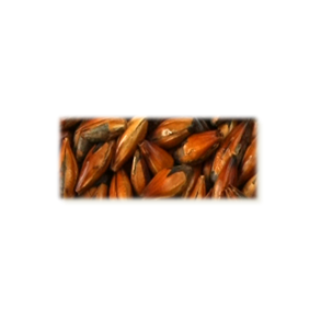Cafe malt - Castle Malting, ebc 420 - 520, pr. 100 g.