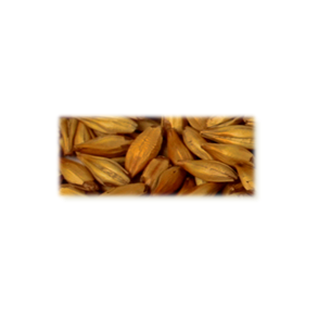 Cara Gold malt - Castle Malting, ebc 110 - 130, pr. 100 g. 