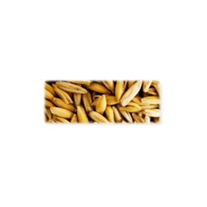 Havre malt (Oat malt) - Castle Malting, ebc 5, pr. 100 g.