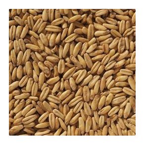 Naked Oat (Havre malt) - Crisp Malting, ebc 2,2 - 7,8, pr. 100 g.