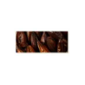 Roasted Barley malt, Castle Malting, ebc 1000 - 1700, pr. 100 g.
