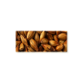 Special B malt - Castle Malting, ebc 260  320, pr. 100 g.