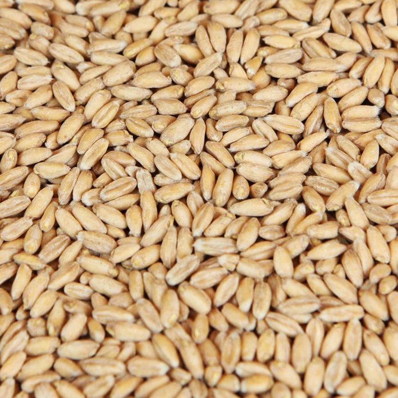 Spelt malt - Castle Malting, ebc 3 - 7, pr. 100 g.